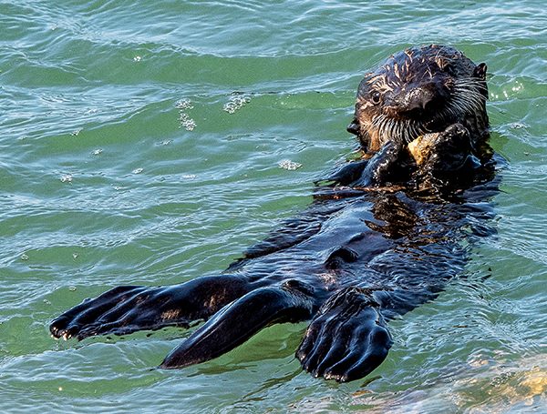 Southern sea otter pup learning how to eat shellfish