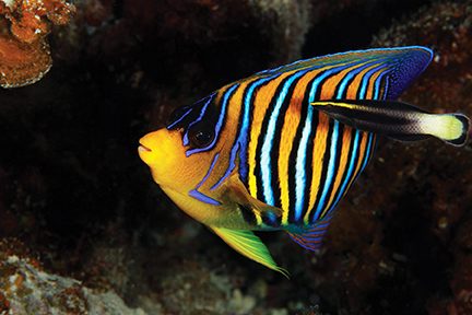 DAN Alert Diver magazine Q3 2022 Diving in the Maldives photographing regal angelfish.