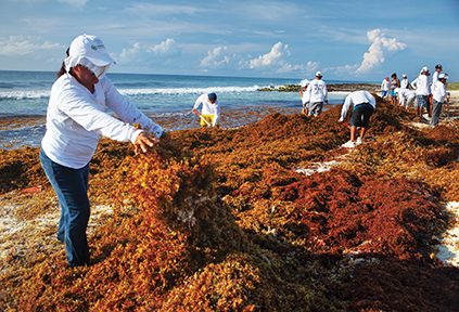 Trabajadores contratados por el Gobierno retiran capas de algas de Cozumel de varios metros de profundidad