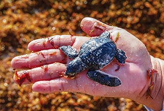 worker holds a sea turtle hatchling
