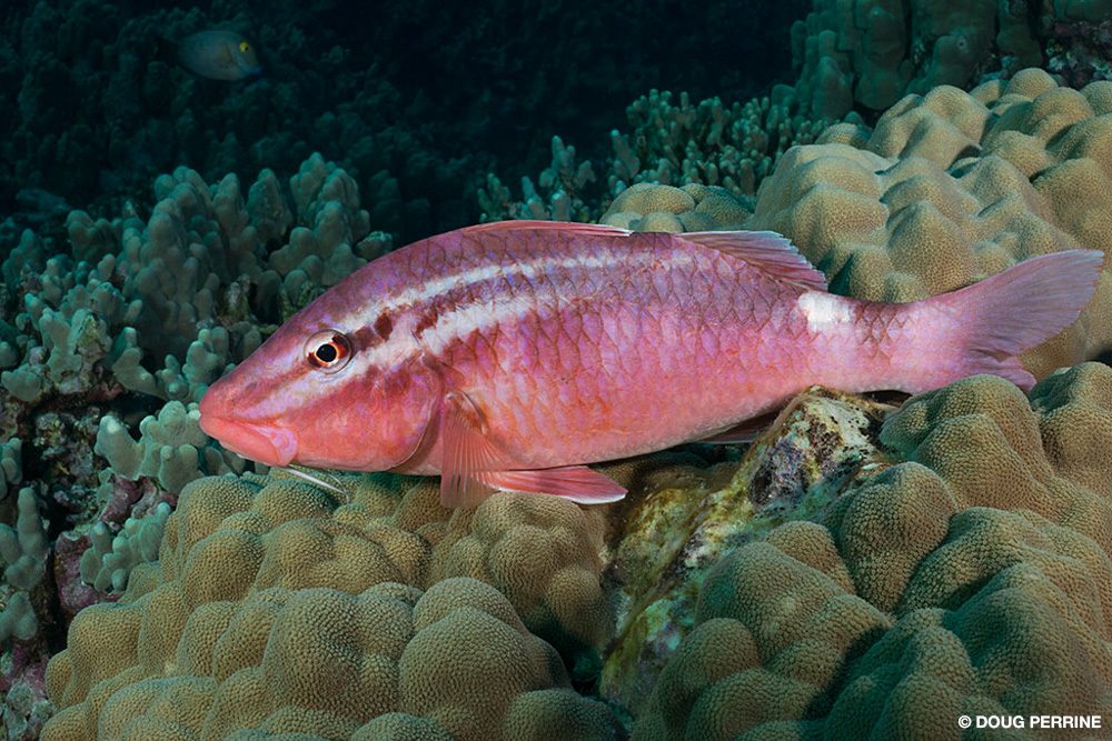 Protecting Hawai‘i’s Fishes - Divers Alert Network