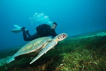 buceador con tortuga marina
