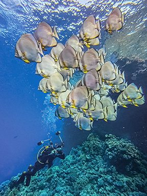 underwater smartphone photography