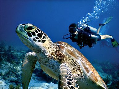 Save Spectacular: 50 Years of National Marine Sanctuaries - Divers ...