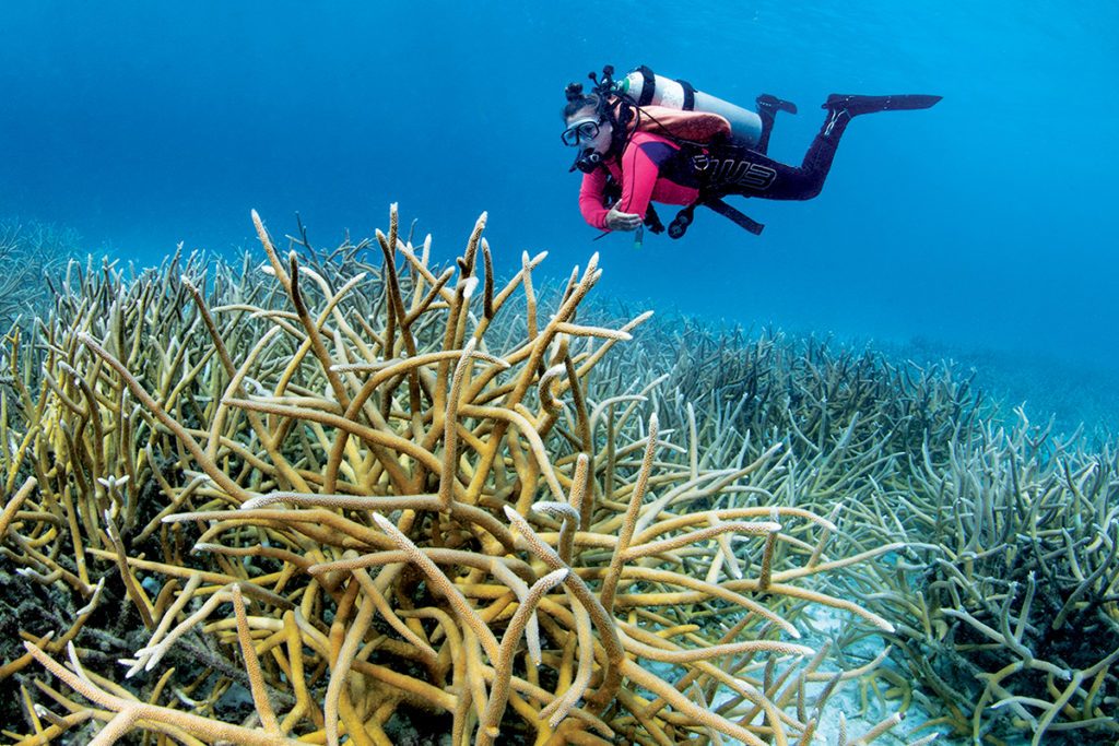 staghorn coral (Acropora cervicornis) at Sharon's Serenity