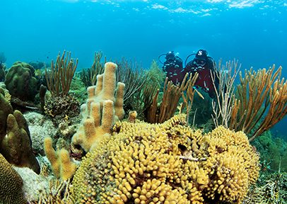 la calidad del agua es crucial para la salud y diversidad del coral pilar