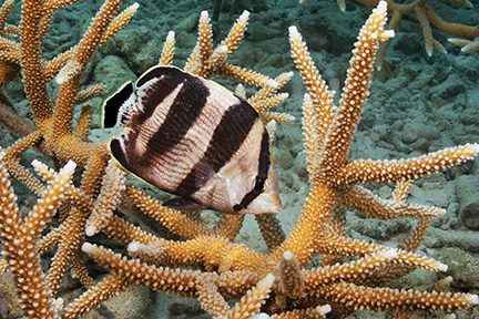 Staghorn corals and banded butterflyfish