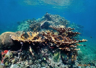 Real Reef Rock Branch – Reef Secrets