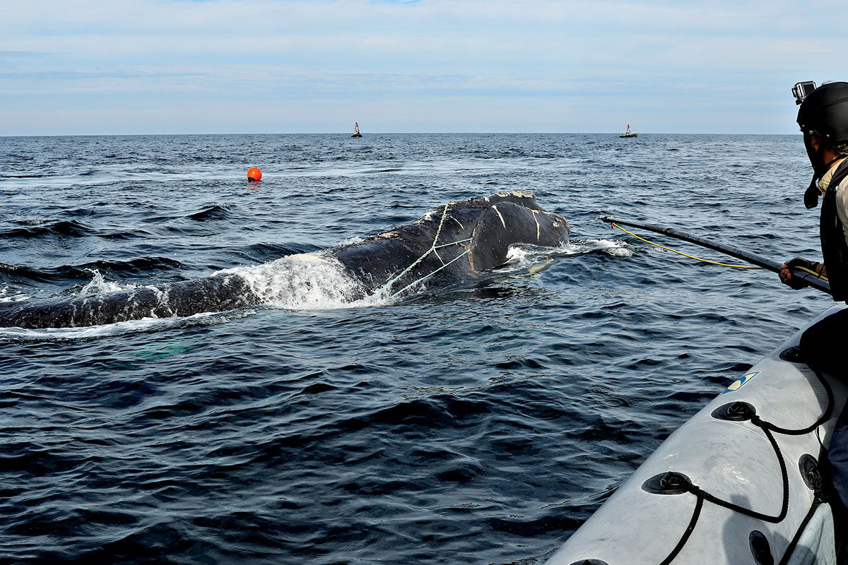 disentangle a North Atlantic right whale