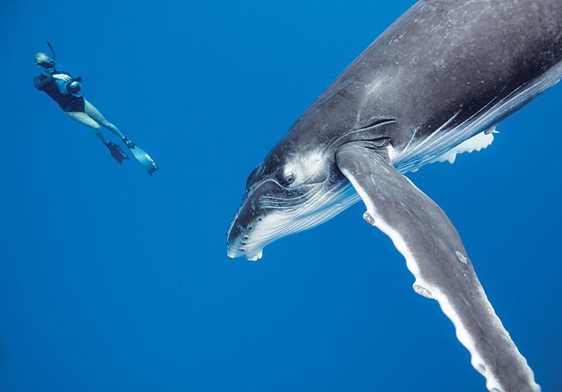 Kelsey Williamson captures images of a friendly humpback calf