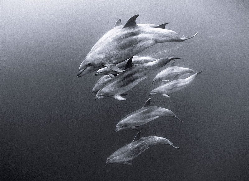 A pod of Pacific bottlenose dolphins (Tursiops aduncus)