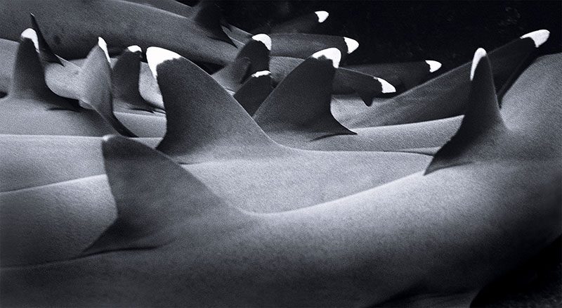 group of “sleeping” whitetip reef sharks (Triaenodon obesus)