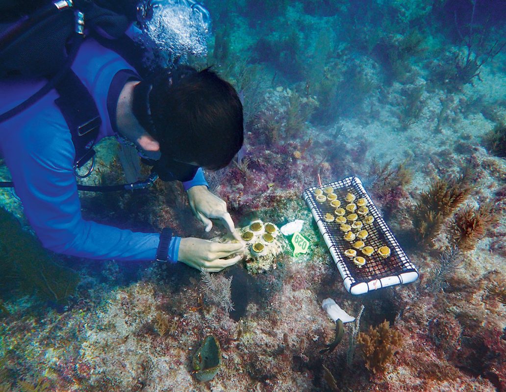 A diver prepares the seafloor for coral outplants