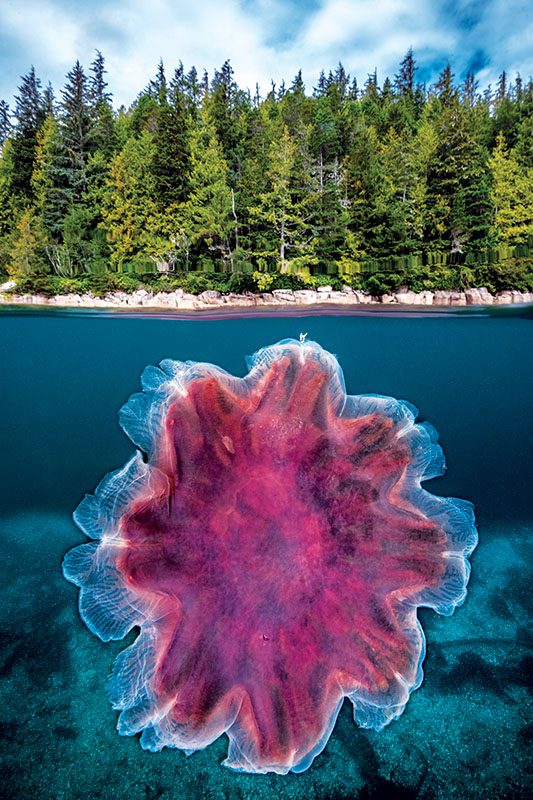 large lion’s mane jellyfish (Cyanea capillata) and a temperate rainforest