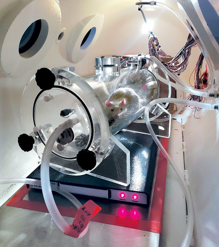 rat inside chamber is instrumented with a radio-telemetry module