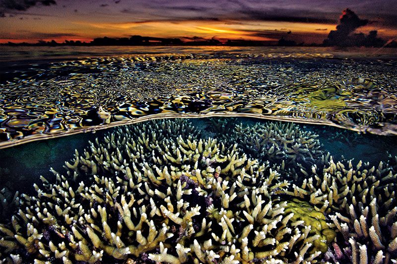 Sunset casts a golden glow across the coral-rich shallows