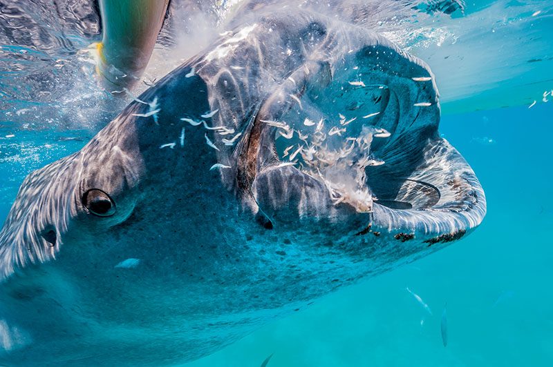 A whale shark inhales krill