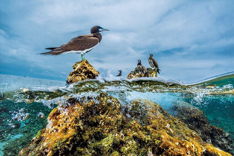 Brown booby birds rest on coral in a rising tide