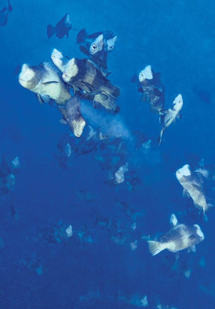Diving Palau Islands Alert Diver magazine Q3 2023