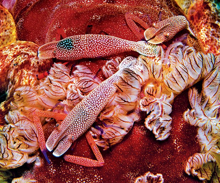 The magical ocean creatures seen when diving in Lembeh.