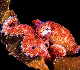 A muck dive at La Jolla Shores can reveal an array of fascinating small marine life, such as this tiny red octopus.