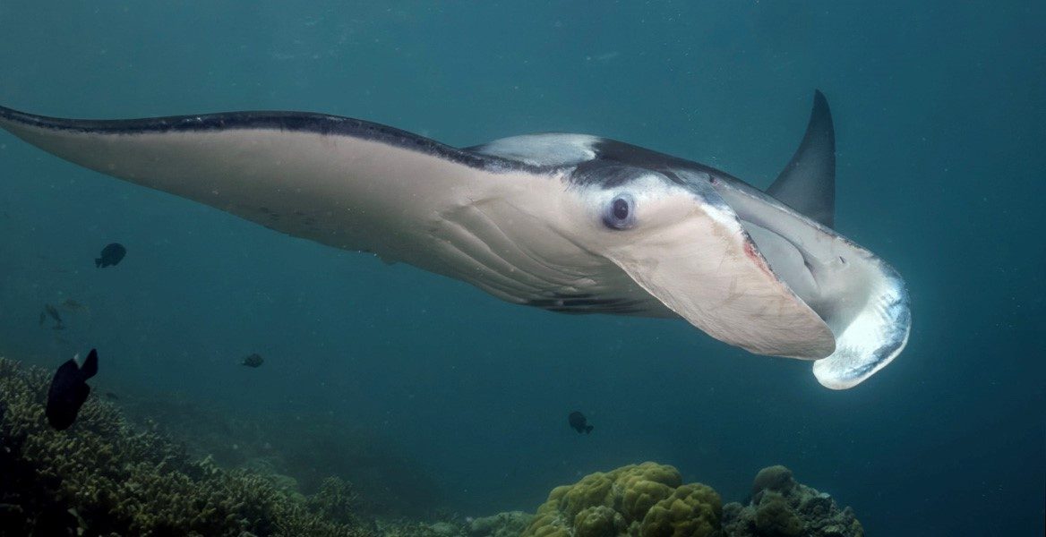 a manta swims off the coast of Yap