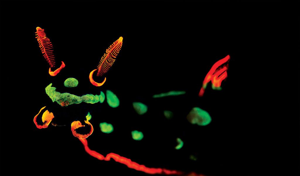 underwater photojournalist Gery Murphy, underwater photography, underwater script supervisor The Deep, visual continuity in The Deep, Great White Shark photos, Paul Tzimoulis, the publisher of Skin Diver, Skin Diver magazine photographer, New Jersey Wreck Diver, Stingray City, Women Divers Hall of Fame, International Scuba Diving Hall of Fame, th queen of cover photography for Skin Diver is Geri Murphy Alert Diver magazine Q4 2023