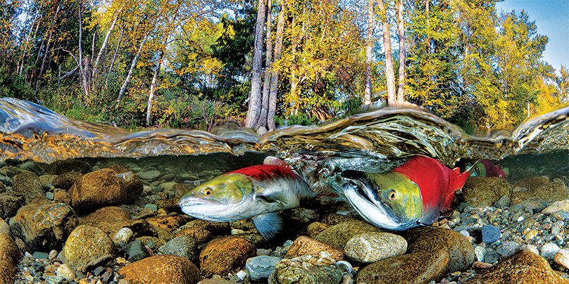 sockeye salmon, spawning salmon, British Columbia, photography techniques, Alert Diver magazine Q4 2023