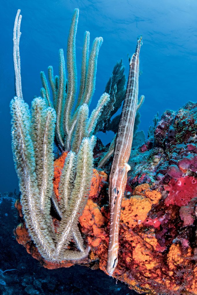 Alert Diver magazine article describes dive sites around St. Eustatius.