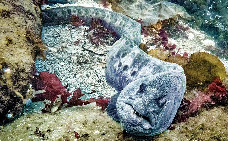 Alert Diver a wolf-eel enjoys a green sea urchin, Wolf-eels have a slimy coating, Salish Sea’s cold waters, Puget Sound and Hood Canal, wolf-eels are not endangered, Sund Rock in Hood Canal, wolfies are not related to eels, Alert Diver magazine Q4 2023magazine Q4 2023