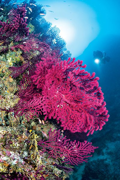 Alert Diver magazine Q4 2023, diving Vis Island, Croatia