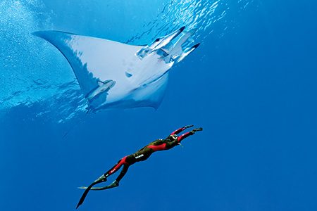 My daughter, Lucie, freedives with the mobula rays