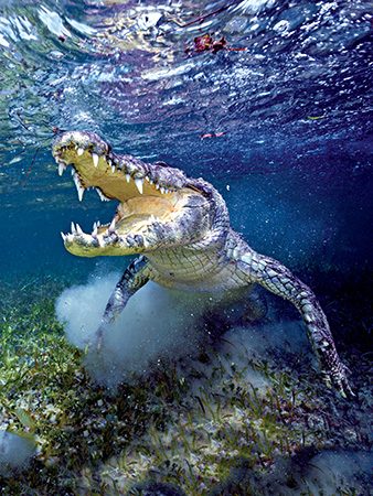 American saltwater crocodiles off the coast of Yucatán