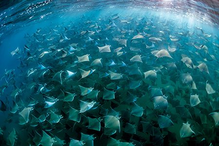 Thousands of mobula rays gather here and migrate together along the coast