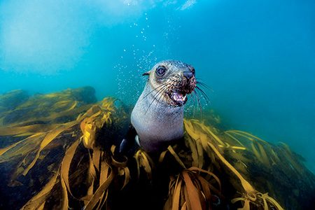 South African sea lion in the kelp off Cape Town
