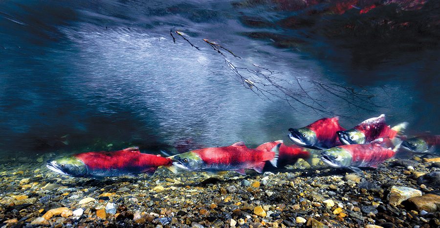 sockeye salmon in British Columbia’s Adams River