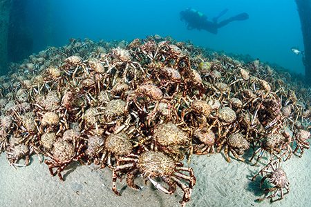 Giant spider crabs (Leptomithrax gaimardii) congregate into large groups to breed.
