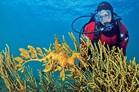 The leafy seadragon (Phycodurus eques) lives among kelp and seagrasses.