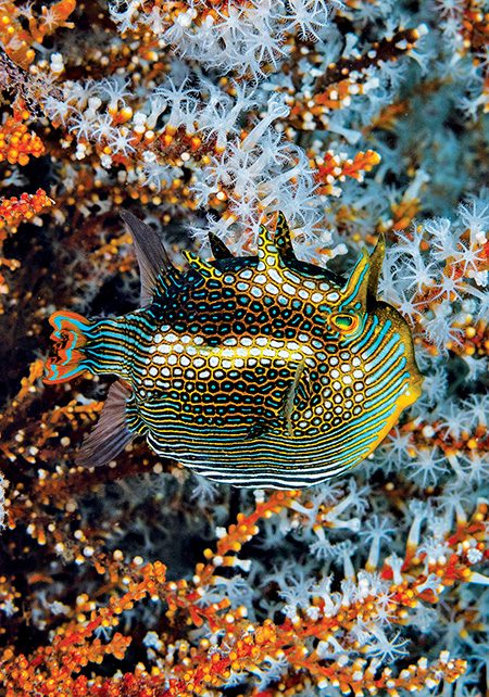 The ornate cowfish (Aracana ornata) is endemic to southern Australia.