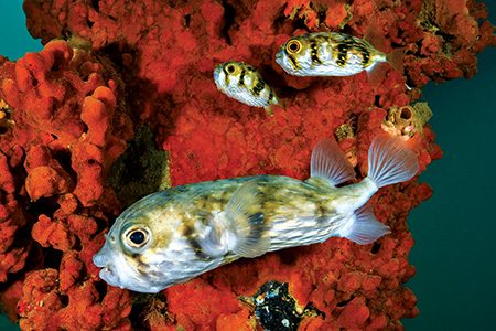 Three globefish (Diodon nicthemerus) hover near a pier piling covered in red encrusting sponges.