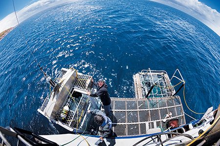 The surface cage is tethered directly to the rear of the swim platform