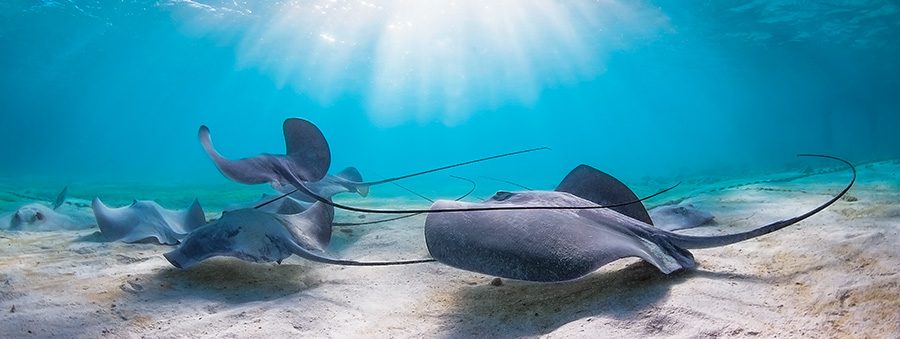 whip rays glides above the seafloor