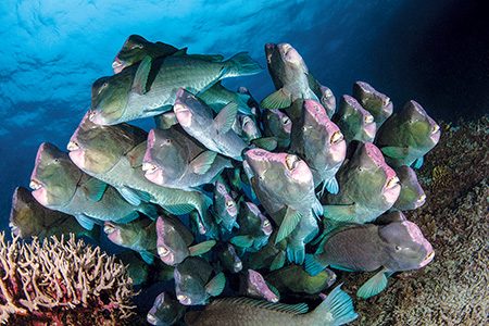 Schooling bumphead parrotfish
