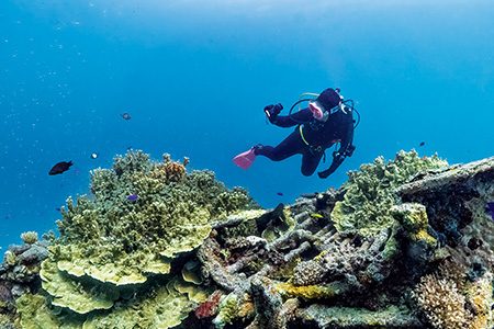 Viviana del Campo observes the purple and red plate corals that are scattered about the wreck sites.
