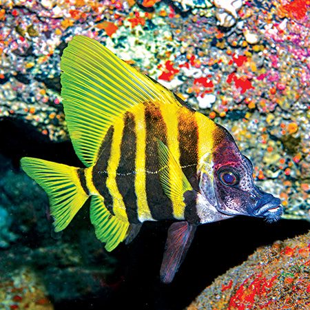 Whiskered boarfish