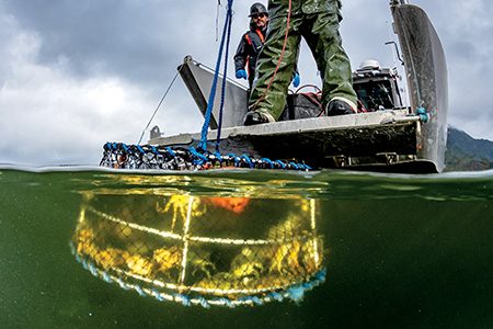 The Coastal Restoration Society hauls in a European green crab trap.