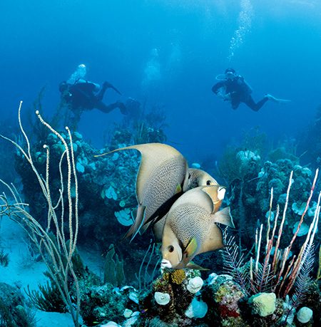 A trio of gray angelfish perform an underwater ballet for divers off Angelfish Wall at Half Moon Caye.