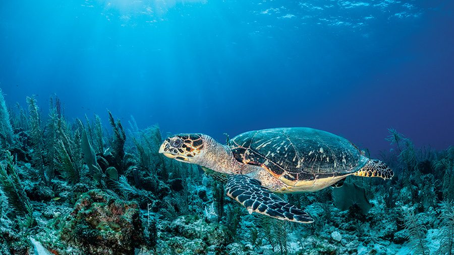 Hawksbill sea turtle at Quebrada