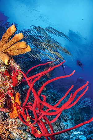 This red rope sponge at Long Caye Ridge is one of many colorful sponges along Belize’s barrier reef.