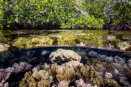 clear water and beautiful hard corals are a hallmark of Kavieng